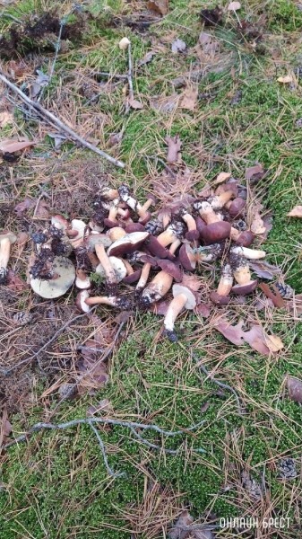 Читатель: Мой сегодняшний «улов» в Брестском районе
             
                Читатель: Мой сегодняшний «улов» в Брестском районе