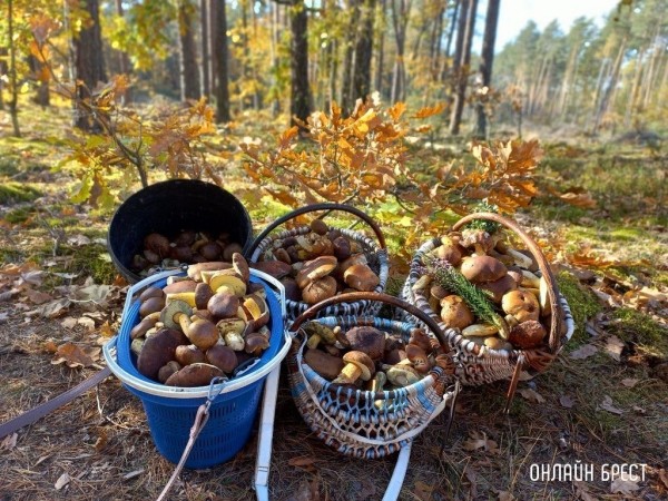 
                Читатель: Малоритский район. Вот какой урожай удалось собрать нашей семье в субботу. Погодка была супер!
            