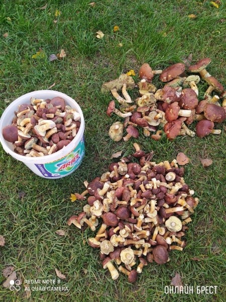 Читатель: Мой сегодняшний «улов» в Брестском районе
             
                Читатель: Мой сегодняшний «улов» в Брестском районе