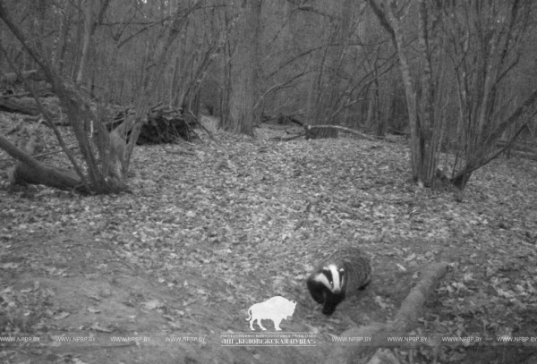 «Подсмотрено». Осенняя жизнь барсуков в Беловежской пуще «Подсмотрено». Осенняя жизнь барсуков в Беловежской пуще