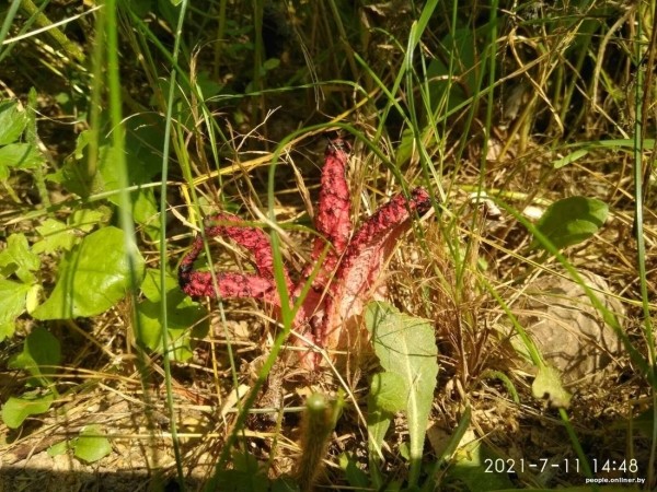 Странные грибы Беларуси. Можно ли их есть и что за это будет?