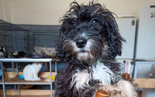 Женщина в Барановичах бросила больных породистых щенков в ветклинике