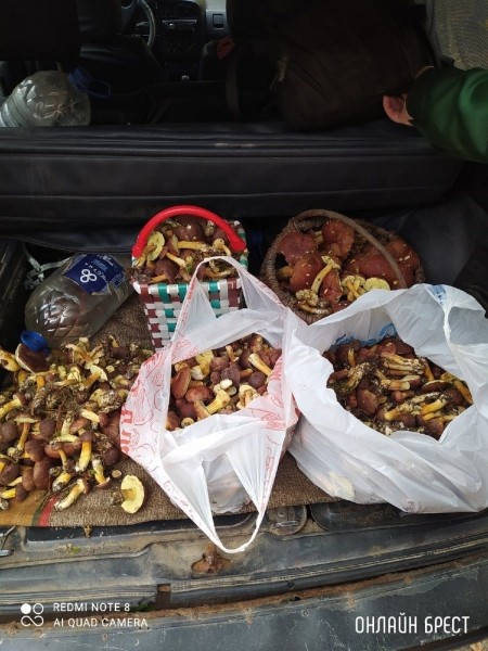 Читатель: Мой сегодняшний «улов» в Брестском районе
             
                Читатель: Мой сегодняшний «улов» в Брестском районе