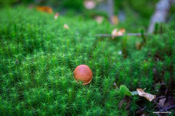 Беларусь наводняют медведи или это утка? Разбираемся, не опасно ли сейчас ходить по лесам