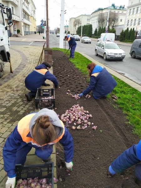 В Бресте специалисты «Коммунальника» высадят 35 тысяч тюльпанов различных сортов В Бресте специалисты «Коммунальника» высадят 35 тысяч тюльпанов различных сортов