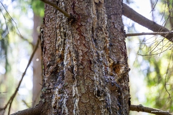 Беларусь наводняют медведи или это утка? Разбираемся, не опасно ли сейчас ходить по лесам