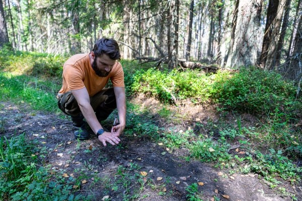 Беларусь наводняют медведи или это утка? Разбираемся, не опасно ли сейчас ходить по лесам