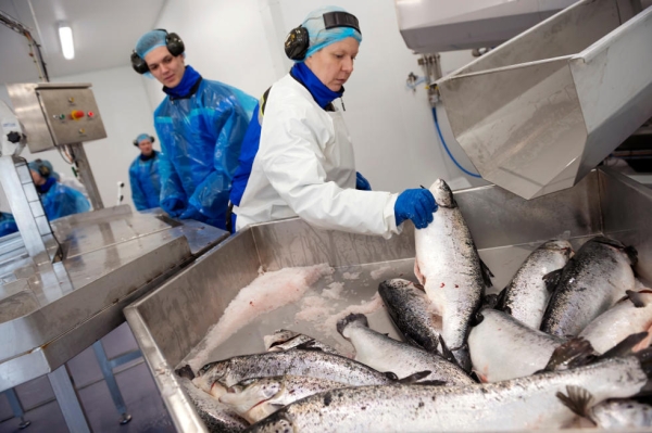 Белорус устал работать на стройке и рванул на рыбный завод в Норвегию. Что по деньгам?