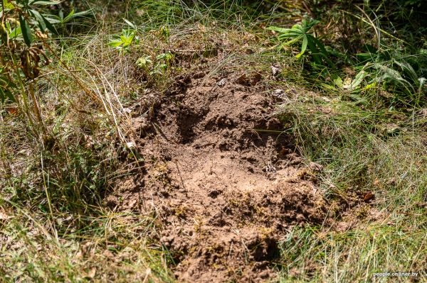 Беларусь наводняют медведи или это утка? Разбираемся, не опасно ли сейчас ходить по лесам