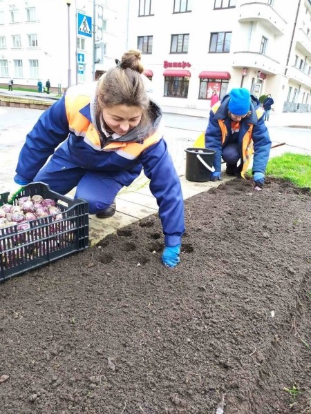 В Бресте специалисты «Коммунальника» высадят 35 тысяч тюльпанов различных сортов В Бресте специалисты «Коммунальника» высадят 35 тысяч тюльпанов различных сортов
