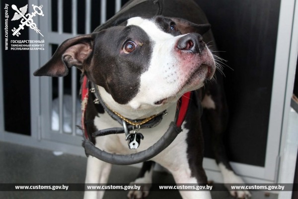 Собак и котов редких пород под видом метисов ввезли в Беларусь из Польши