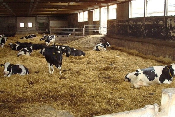 Фитнес-трекер для коров разработали белорусские ученые Фитнес-трекер для коров разработали белорусские ученые