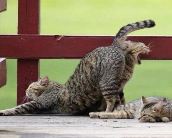 20 неоднозначных фото