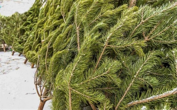 В Жабинке вместо уличного катка будет елочный базар