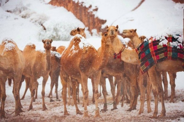 В Саудовской Аравии выпал снег. Верблюды не понимают, что делать, а люди веселятся