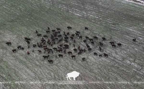 Зимнюю перепись зубров начали в Беловежской пуще