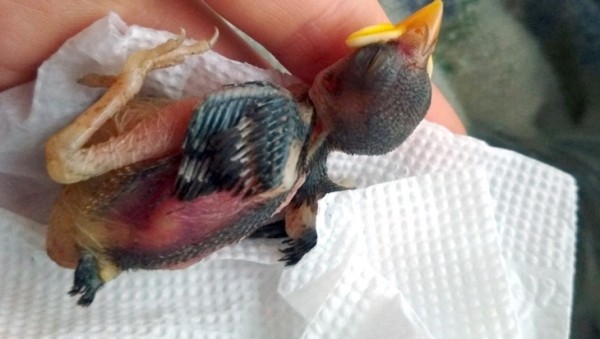 В Кобрине потерялся член семьи — ручной воробей Жорик