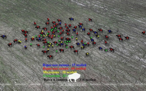 Зимнюю перепись зубров начали в Беловежской пуще