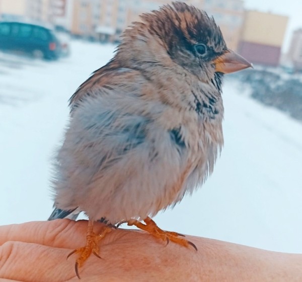 В Кобрине потерялся член семьи — ручной воробей Жорик