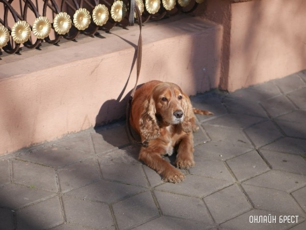 Собаки будут обходится белорусам дороже из-за размера налога Собаки будут обходится белорусам дороже из-за размера налога