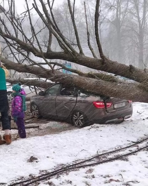 В Раубичах Минского района дерево упало на машину