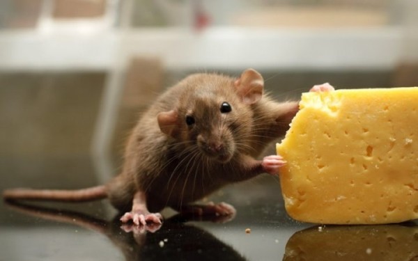 Найден ответ на вопрос, действительно ли мыши любят сыр Найден ответ на вопрос, действительно ли мыши любят сыр