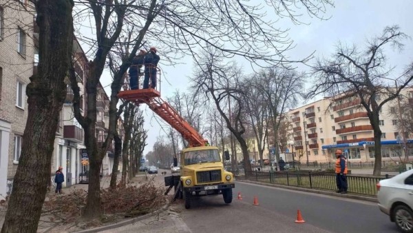 В Бресте проводят плановую обрезку деревьев для их роста, развития и поддержания формы кроны