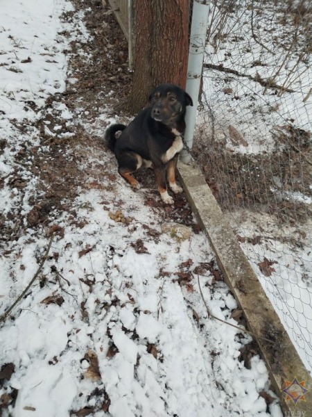 В Ляховичах спасатели освободили собаку, застрявшую в сетке В Ляховичах спасатели освободили собаку, застрявшую в сетке