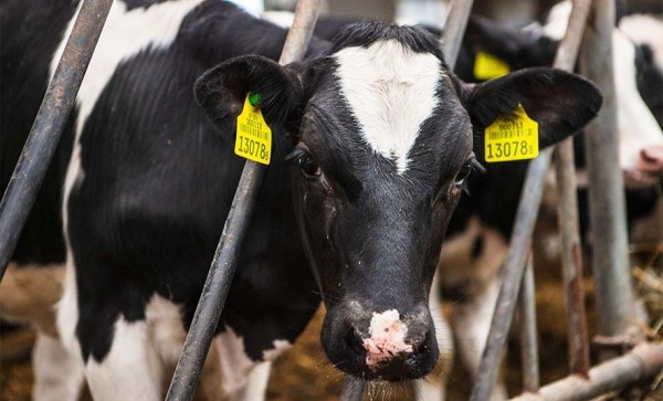 Главный ветврач &laquo;оживлял&raquo; павший скот в Брестском районе