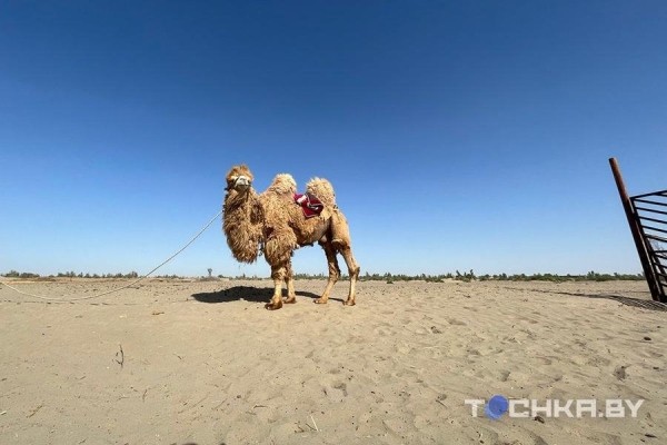 Белорусских туристов зовут в Узбекистан: что и почем там предлагают Белорусских туристов зовут в Узбекистан: что и почем там предлагают