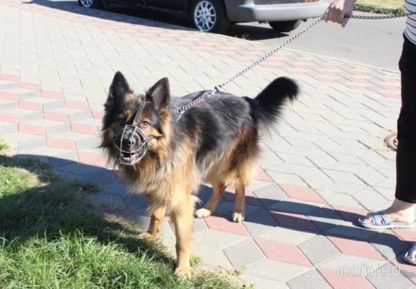 Коммунальные службы напоминают о штрафах за незарегистрированных домашних животных Коммунальные службы напоминают о штрафах за незарегистрированных домашних животных