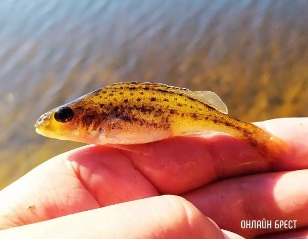 Что представляют собой орудия любительского рыболовства?