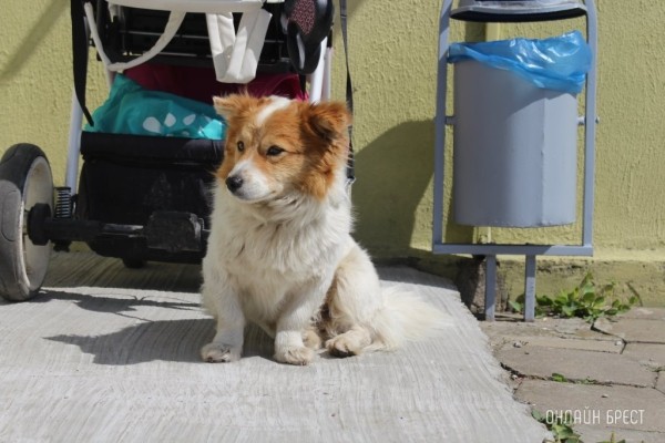 Почему у кошек и собак мокрый и холодный нос Почему у кошек и собак мокрый и холодный нос