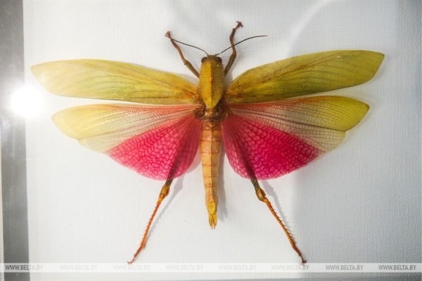 «Порхающие цветы». Выставку бабочек презентовали в Бресте