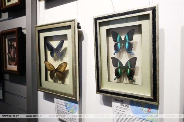 «Порхающие цветы». Выставку бабочек презентовали в Бресте