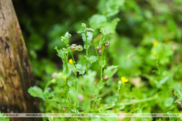 Устроить гонки и попробовать деликатесы предлагают туристам на улиточной ферме в Брестском районе