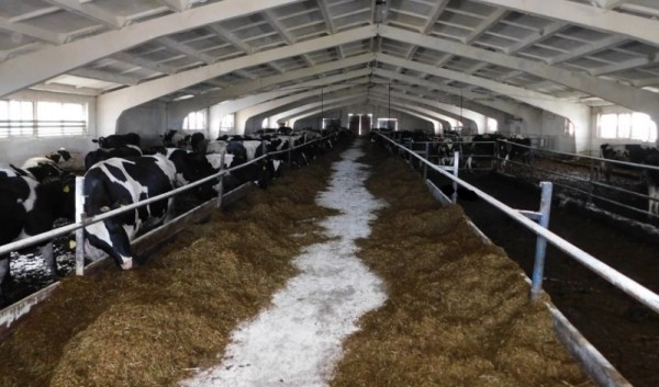 В Беларуси бык убил животновода на ферме