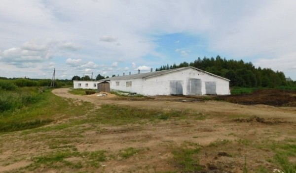 В Беларуси бык убил животновода на ферме