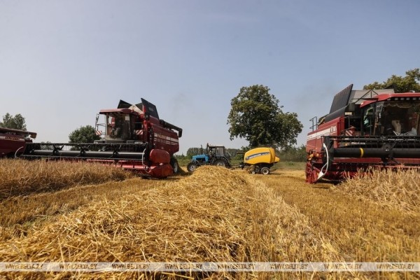 «Стараемся на деле проявлять заботу о людях», или Как в Кобринском районе начали жатву