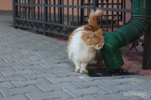 Птичий грипп фиксируется у кошек в Польше, некоторых усыпляют