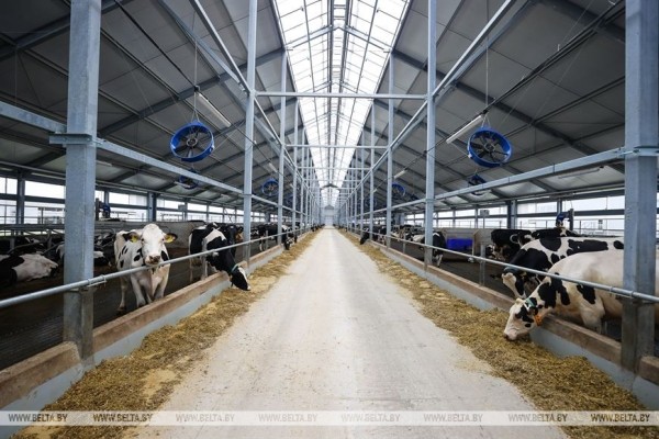 Высокотехнологичный молочно-товарный комплекс на 1 тыс. голов открыли в Пружанском районе Высокотехнологичный молочно-товарный комплекс на 1 тыс. голов открыли в Пружанском районе