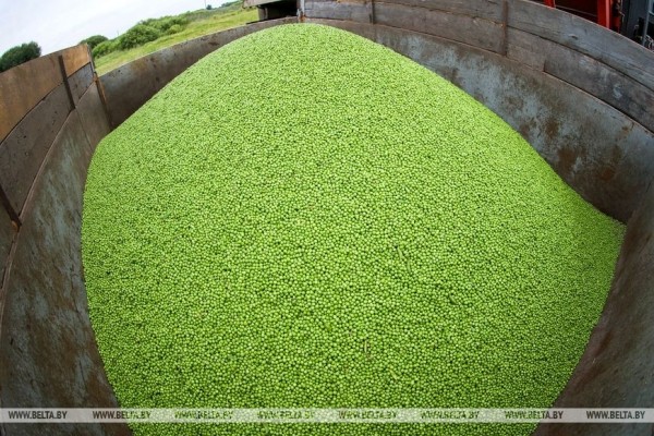 В Столинском районе идет уборка зеленого горошка В Столинском районе идет уборка зеленого горошка