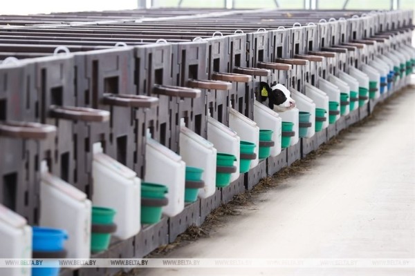 Высокотехнологичный молочно-товарный комплекс на 1 тыс. голов открыли в Пружанском районе Высокотехнологичный молочно-товарный комплекс на 1 тыс. голов открыли в Пружанском районе