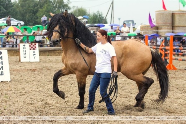 От конефермы к конному парку: в глубинке Полесья восстанавливают национальные породы лошадей От конефермы к конному парку: в глубинке Полесья восстанавливают национальные породы лошадей