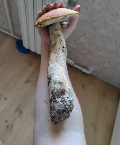 Белорусы собирают рекордные урожаи грибов