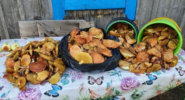 Белорусы собирают рекордные урожаи грибов