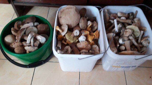 Белорусы собирают рекордные урожаи грибов