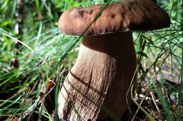 Белорусы собирают рекордные урожаи грибов