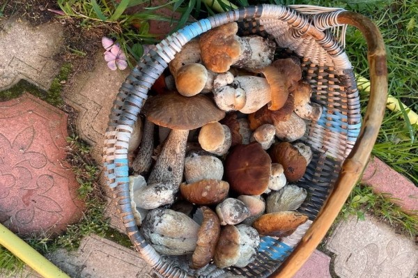 Белорусы собирают рекордные урожаи грибов