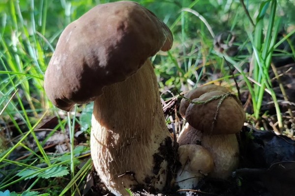 Белорусы собирают рекордные урожаи грибов